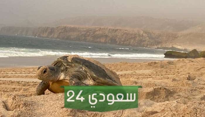 أين تقع محمية السلاحف في عمان؟