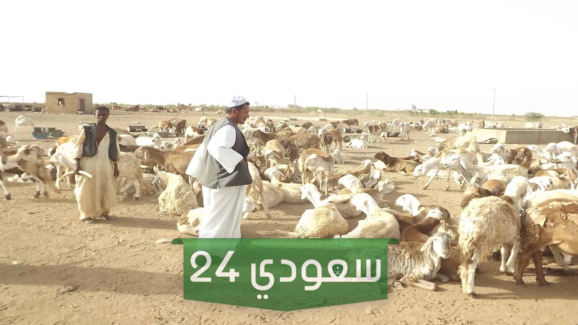 الحايطي وش يرجع