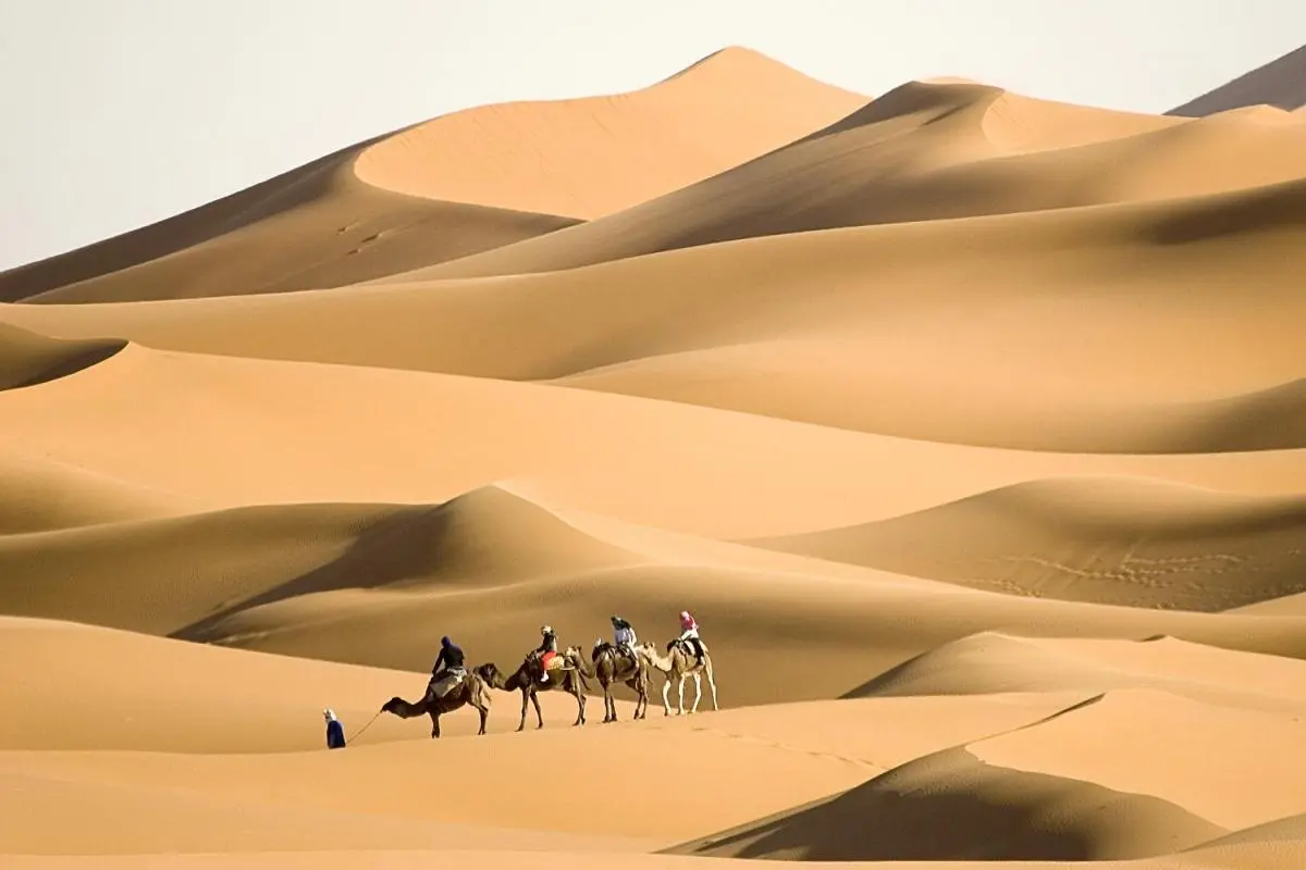 ما هو اصل عائلة الهزاني وش يرجع ؟