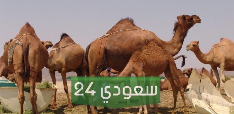 العريفي وش يرجعون وشخصيات من عائلة العريفي في السعودية