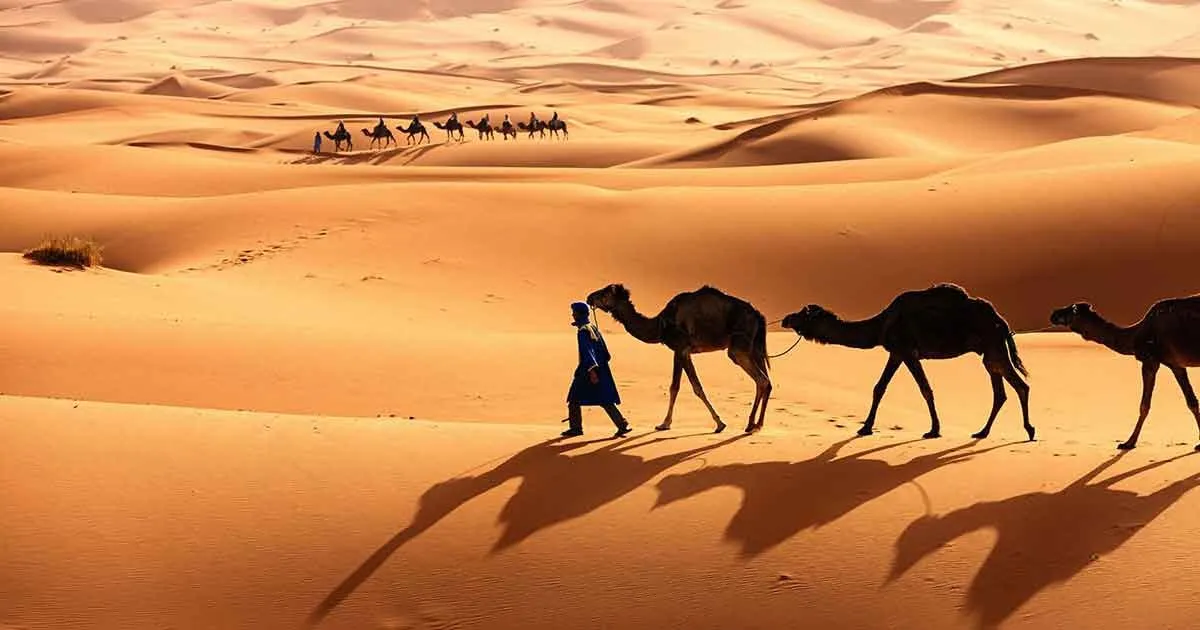 العياضي وش يرجع