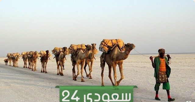 أصل عائلة الروقي وش يرجع