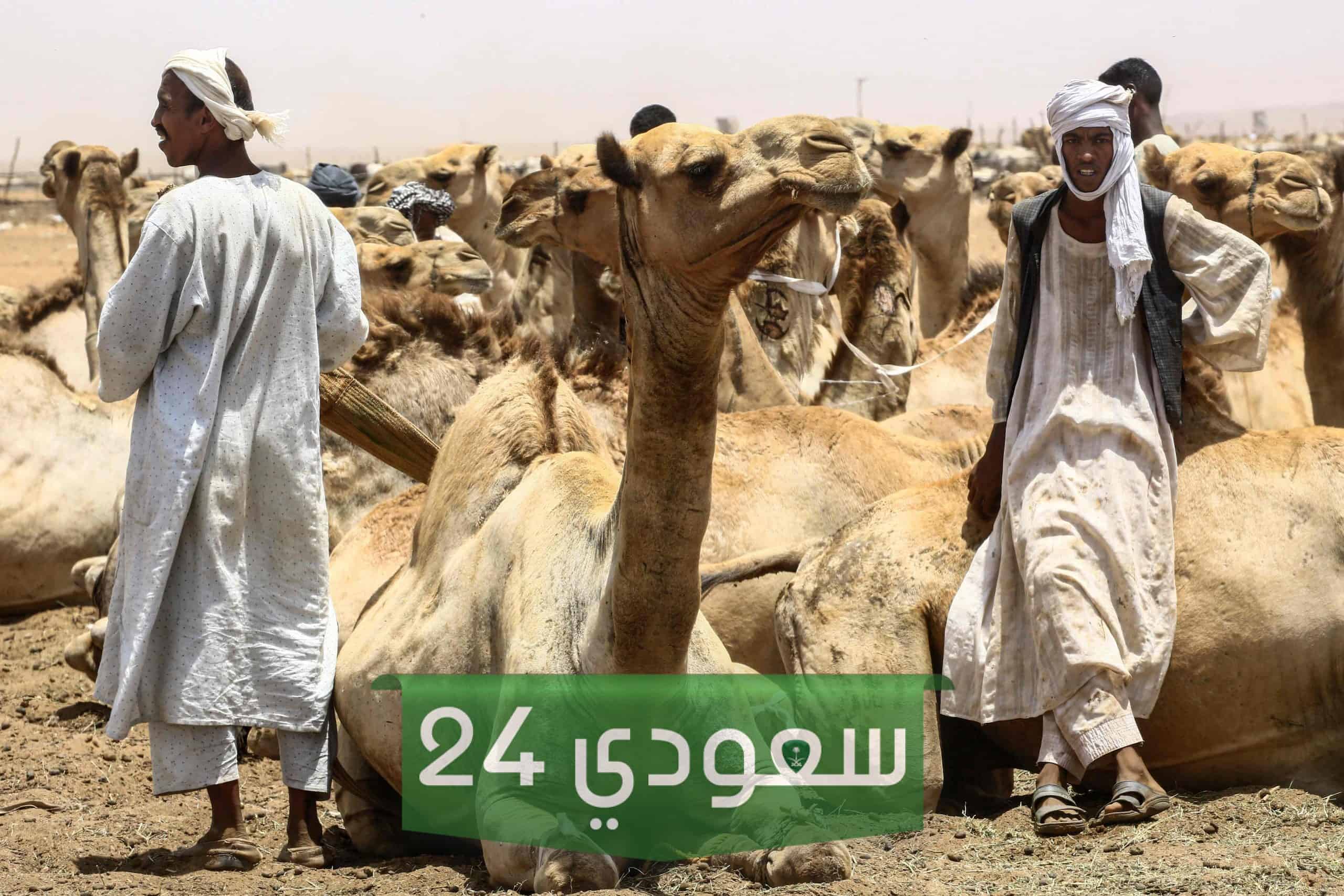 المورقي وش يرجع