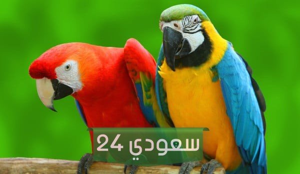 انواع ببغاء الاكلكتوس وألوانه