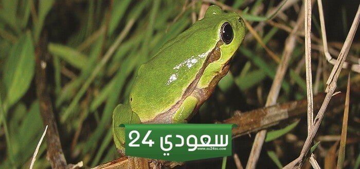 حيوانات تعيش في الماء واليابسة