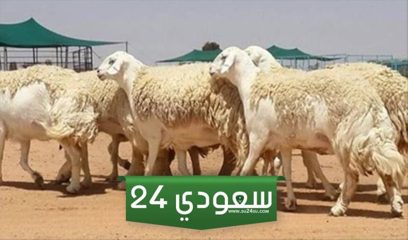 طريقة تحديث بيانات مستفيدي دعم مربي الماشية في السعودية