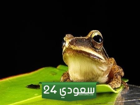 ما الجهاز الموجود في الضفدع لديه وظيفة مماثلة لوظيفة الرئتين في الطيور