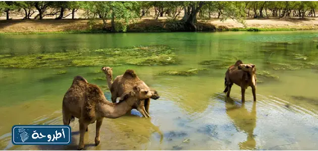 أهمية المحميات الطبيعية في سلطنة عمان