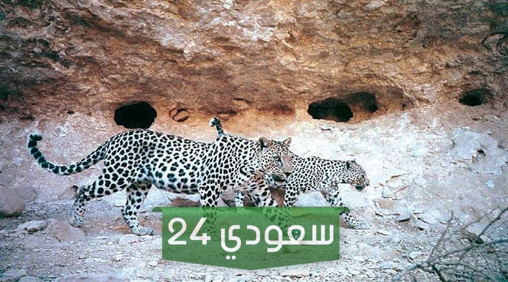 محمية جبل سمحان