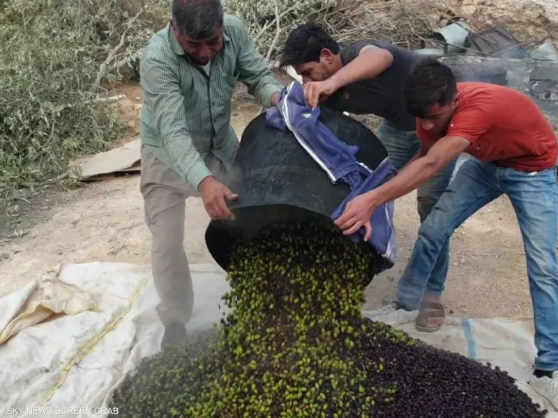 معاصر الزيتون في عمان