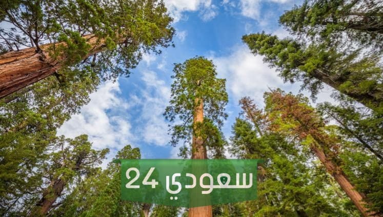 معنى كلمة سكويا ، وش معنى سكويا