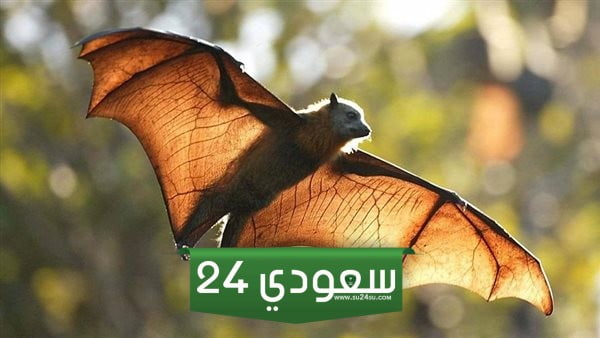 من يشتري الخفاش في مصر
