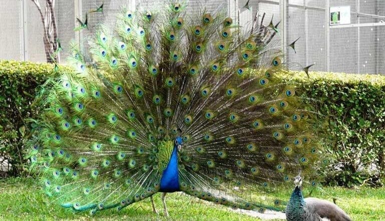 اسم حيوان بحرف الطاء