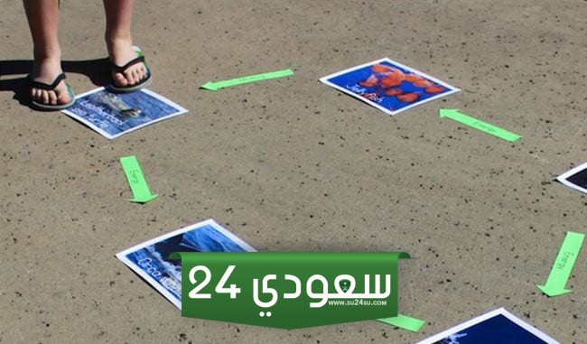 افكار لدرس السلسلة الغذائية