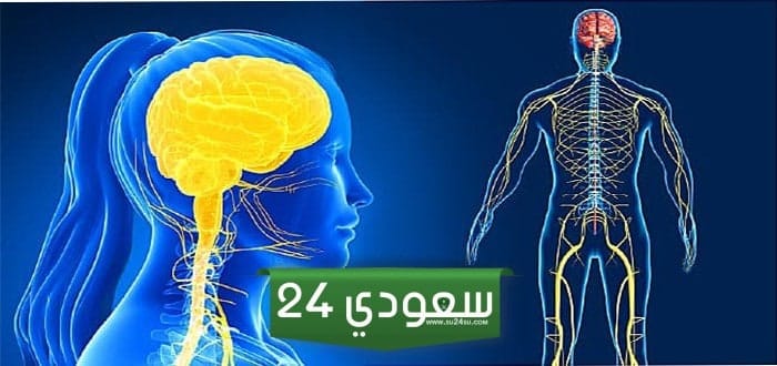 التواصل بين أجزاء الجسم