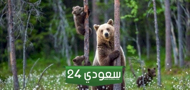 الحيز الذي يعيش فيه المخلوقات الحيه