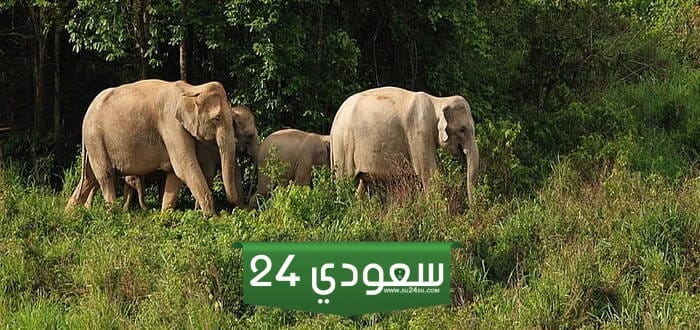الحيوانات التي تتوزع توزيع عشوائي