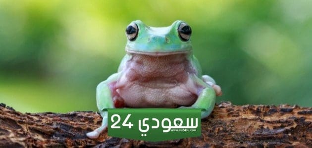 السطح السفلي الفاتح للضفدعة