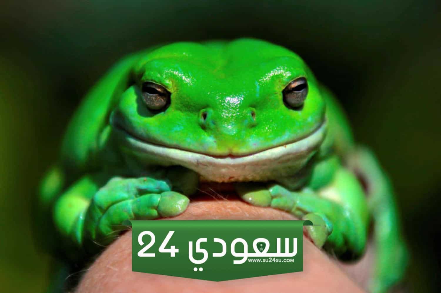 السطح السفلي الفاتح للضفدعة