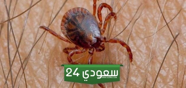 العلاقه بين القراد والجمل