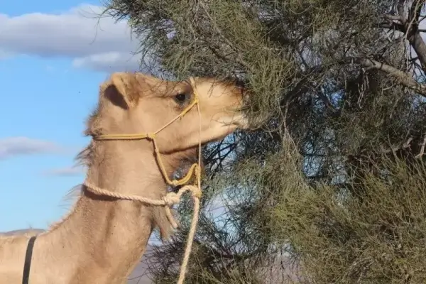 العلاقه بين القراد والجمل