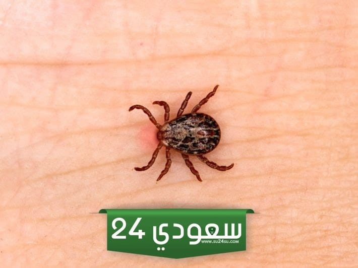  العلاقه بين القراد والجمل