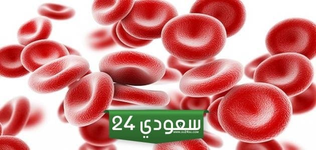 اين تنتج خلايا الدم الحمراء
