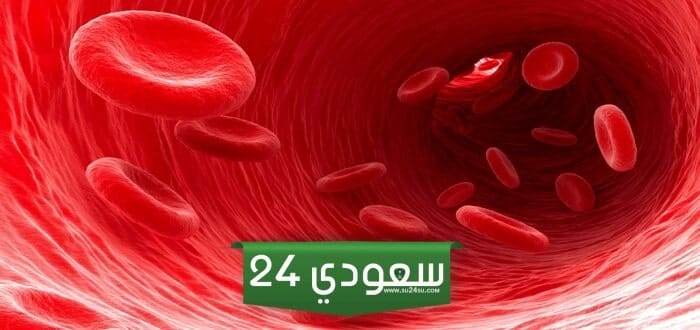اين تنتج خلايا الدم الحمراء