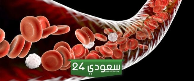 اين تنتج خلايا الدم الحمراء