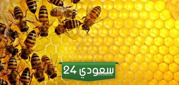بحث حول النحل وفوائده للسنة الثانية متوسط