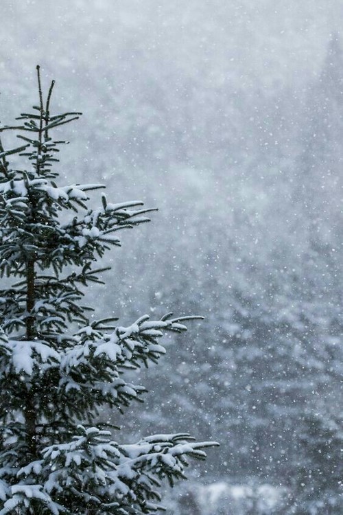 صور شجرة الكريسماس