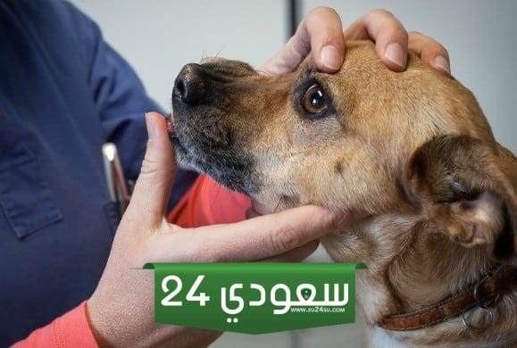 علاج الجرب عند الكلاب