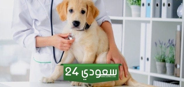 علاج الجرب عند الكلاب