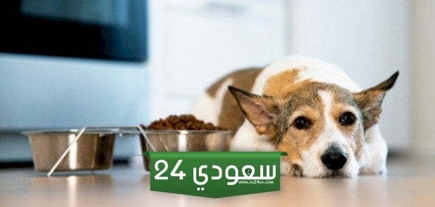 علاج الجرب عند الكلاب