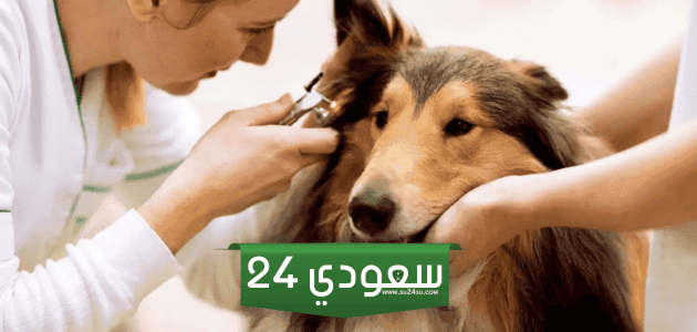 علاج الجرب عند الكلاب