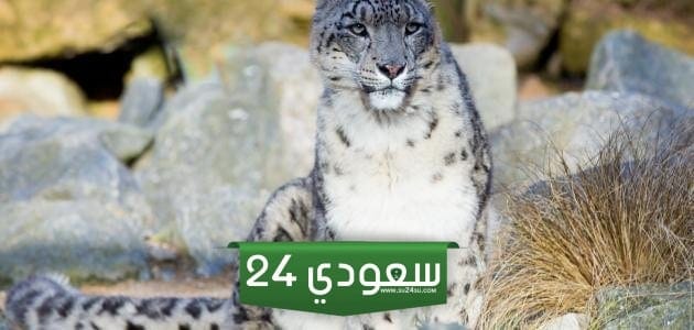 فيم تتشابه الحيوانات والنباتات