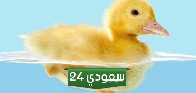 كيف تؤثر الكثافة على قدرة الجسم على الطفو؟