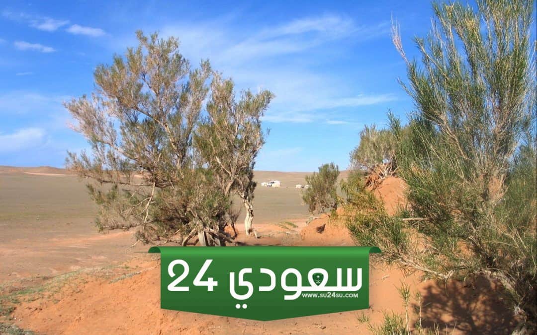 كيف تحمي النباتات الصحراوية