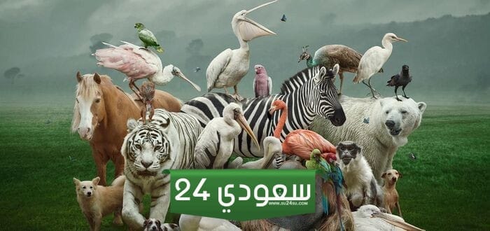 لماذا سميت الحيوانات الفقارية بهذا الاسم