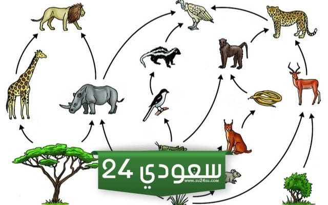 ما الوظائف الخمس للمخلوقات 