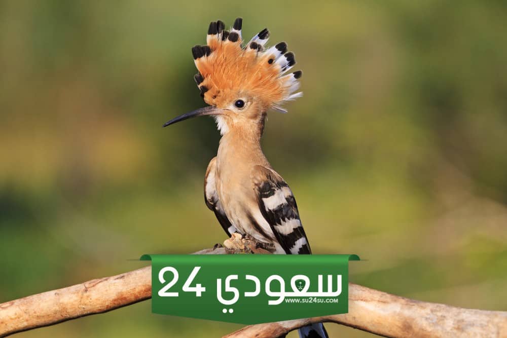 ما هو سبب عدم رؤية سليمان الهدهد