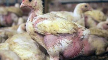 ما هو علاج فقدان الشهية عند الدجاج