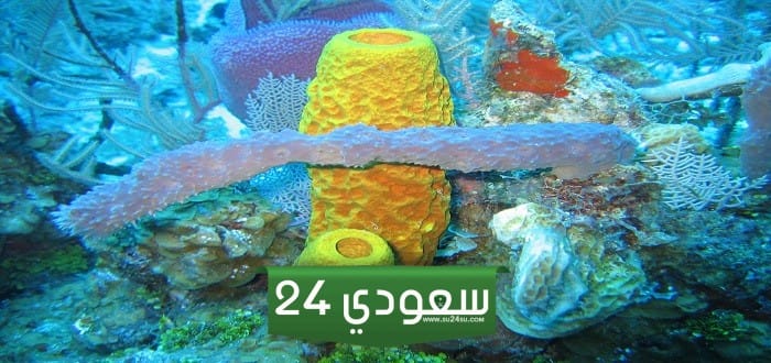 مادة الإسفنجين