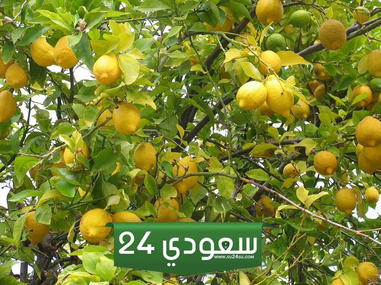 مواعيد زراعة الليمون فى مصر