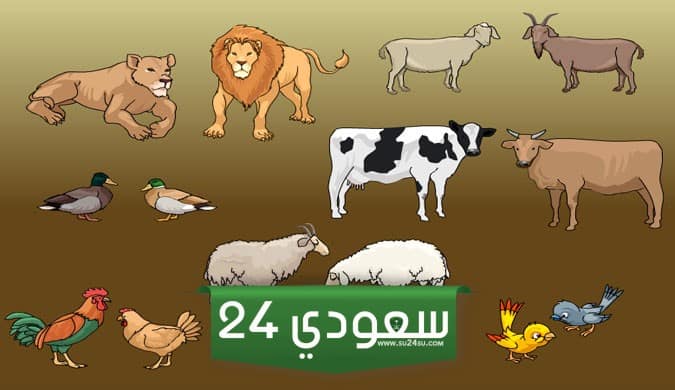 هل جسم الحيوان يطلق الطاقة