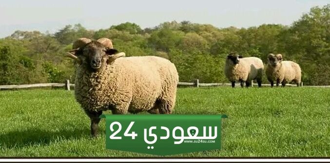 هل يجوز الجمع بين الاضحية والعقيقة في ذبيحة واحدة