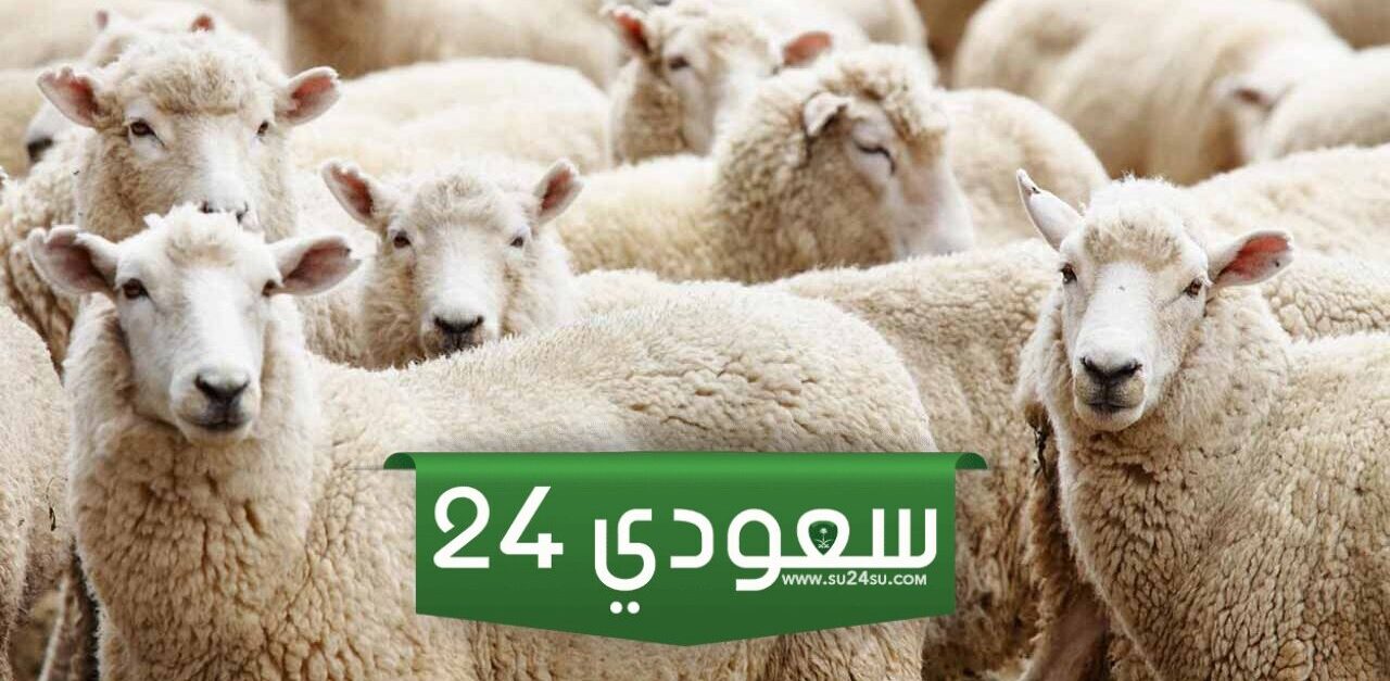 هل يجوز ان اوكل احد يضحي عني وحكم التوكيل في الأضحية