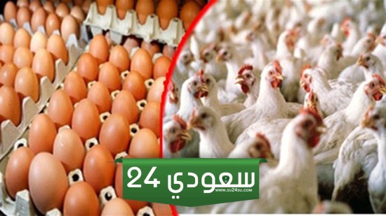 أسعار الدواجن والبيض اليوم الأربعاء 3-1-2024 المنيا