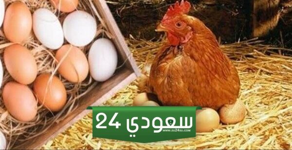 أسعار الدواجن والبيض تواصل الارتفاعات القياسية.. وتحذيرات من وصول سعر الكيلو لـ 100 جنيه.. وخبراء يوضحون الأسباب