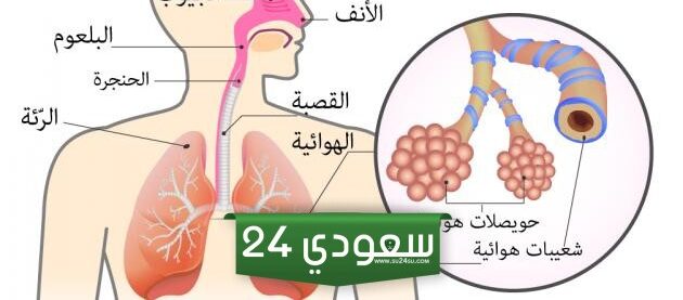 بحث عن الجهاز التنفسي